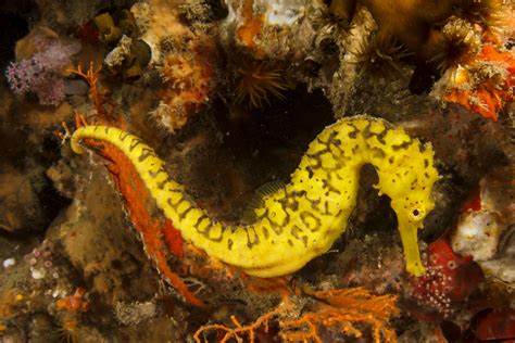 6 Best Seahorse Species for Aquariums