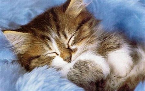 Cute Kitten Pictures Wallpapers - Wallpaper Cave