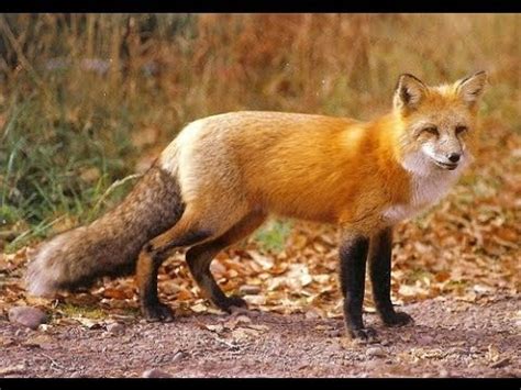 Red Fox Night sound. Sounds like screaming lady. - YouTube