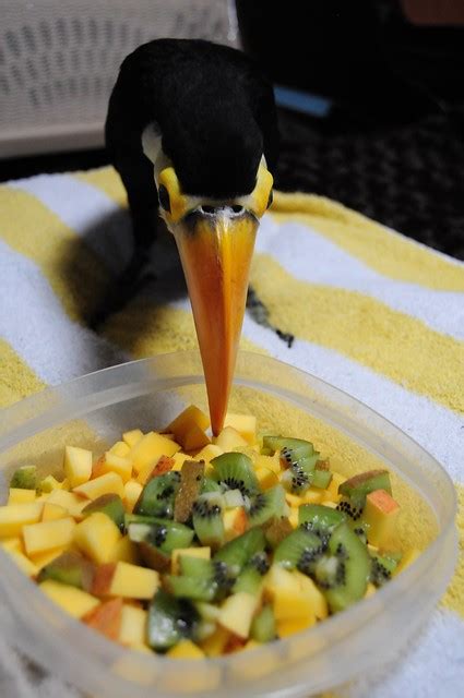 How The Toucan Diet Differs From The Parrot Diet