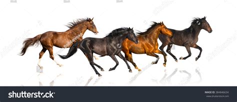 1,574 4 Horses Running Images, Stock Photos & Vectors | Shutterstock