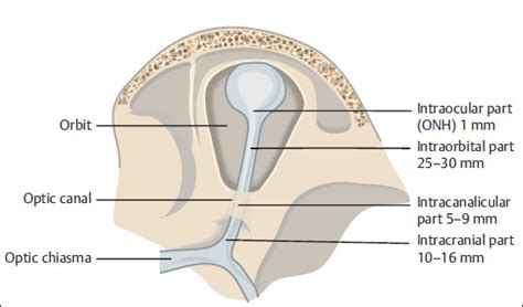 The Optic Nerve | Ento Key