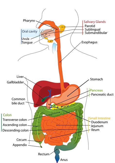 The Role Of The Stomach In The Human Digestive System – Organic Vegan ...