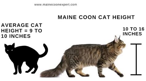 The Maine Coon Size Compared To A Normal Cat - Maine Coon Expert