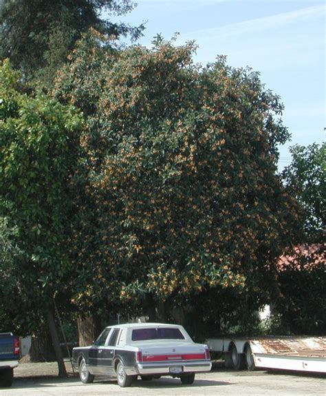 LOQUAT TREES