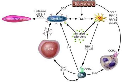 Ipratropium Mechanism Of Action