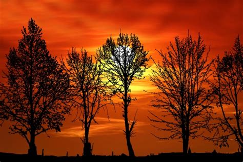 Trees Silhouette At Sunset Free Stock Photo - Public Domain Pictures