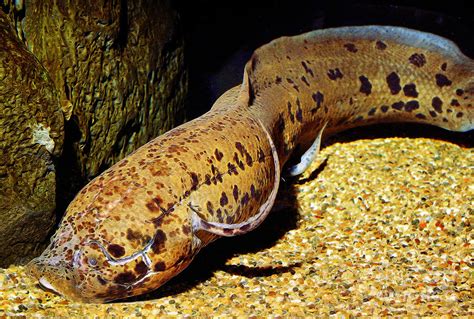 African Lungfish - Protopterus annectens Photograph by Wernher Krutein