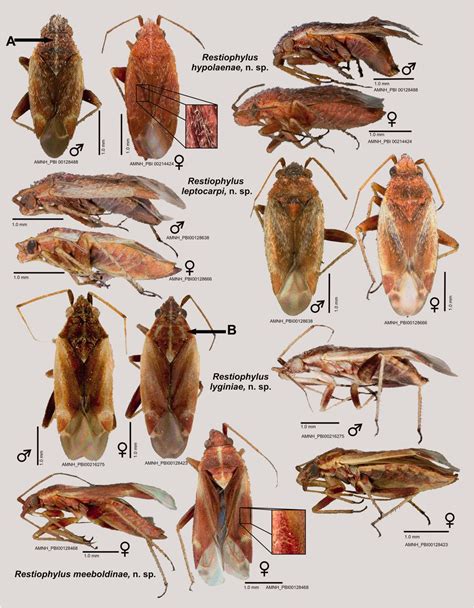 One species a day: Four new plant bugs