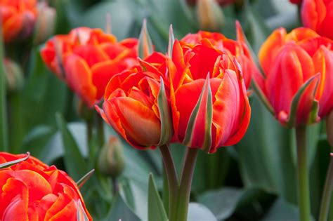 Red Tulip Flowers Free Stock Photo - Public Domain Pictures