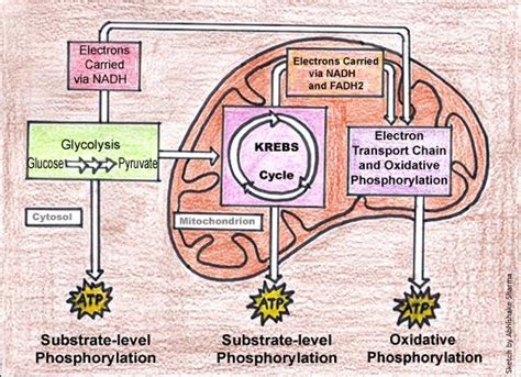 Cellular Respiration Diagram