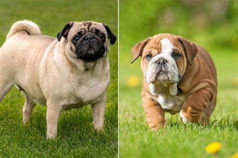 Engelse Bulldog Pug Mix: een diepgaande gids voor bull-mopshonden ...