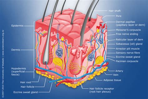 Diagram of human skin layers | Charlotte Desire