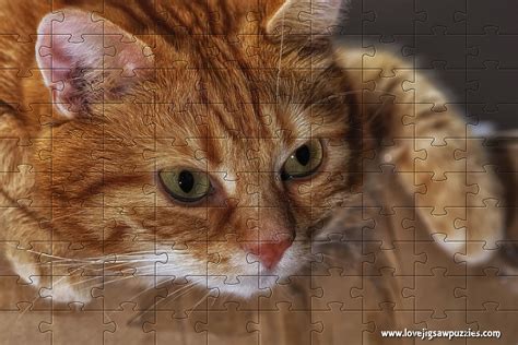 Online Jigsaw Puzzles | Funny and Cute Jigsaw Puzzles | Free Online Jigsaws