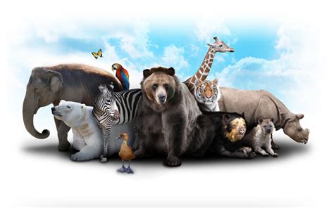 Different Types Of Animals In The World