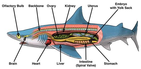 Internal Anatomy Of A Shark Anatomy Diagram Book | Images and Photos finder