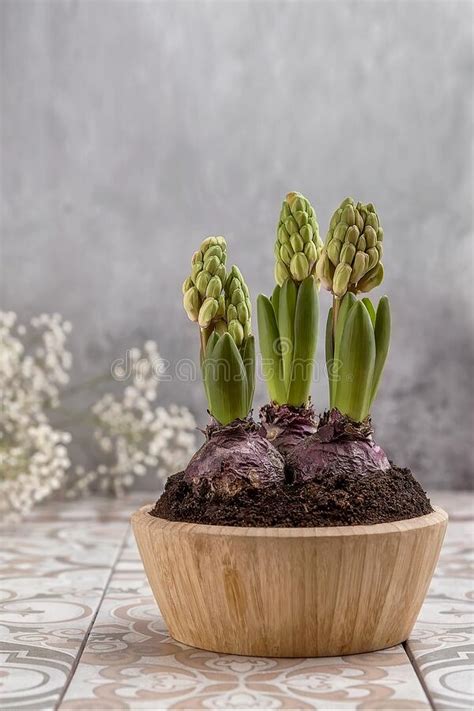 Unopened Hyacinths in a Wooden Pot on the Table. Stock Image - Image of ...