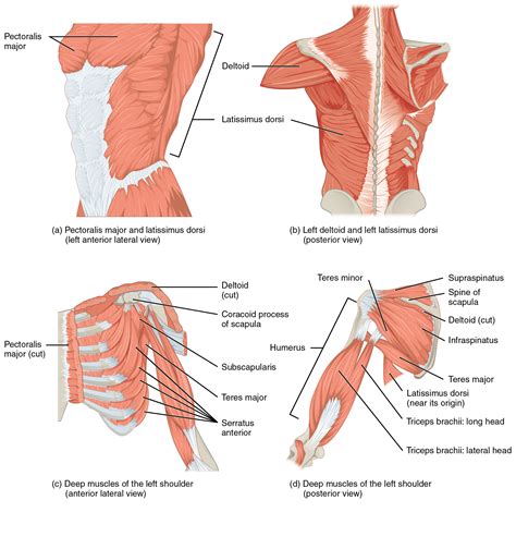 11.5 Muscles of the Pectoral Girdle and Upper Limbs – Douglas College ...