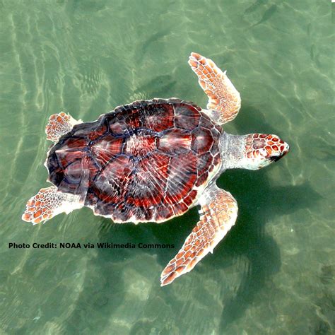 How Long Is A Loggerhead Sea Turtle