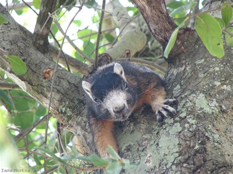 Fox squirrel in an oak tree