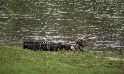 Photo Essay: Alligator Antics | Arkansas State Parks