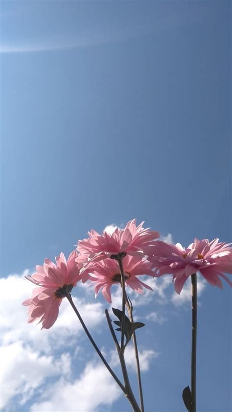 Soft colour flowers wallpaper | Wallpaper nature flowers, Flowers ...