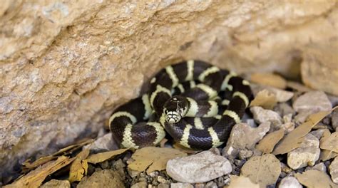 Full List of California King Snake Morphs - Embora Pets