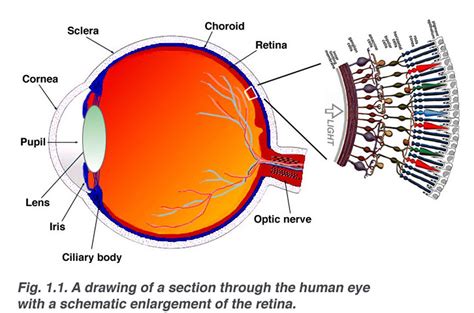 Simple Anatomie de la Rétine par Helga Kolb – Webvision | Marjolein