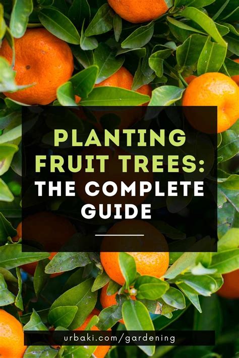 Planting Fruit Trees: The Complete Guide