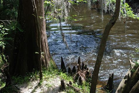 Hiking in Brandon | Florida Hikes!