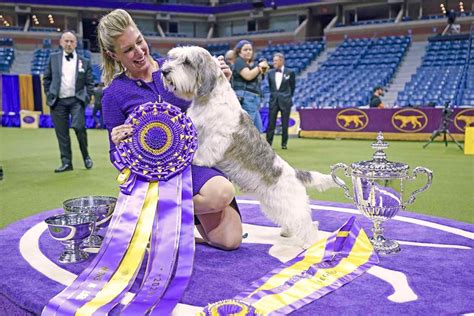 Buddy Holly the Petit Basset Griffon Vendéen Wins Best in Show at the ...