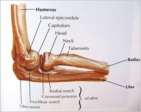 elbow bone anatomy - Graph Diagram