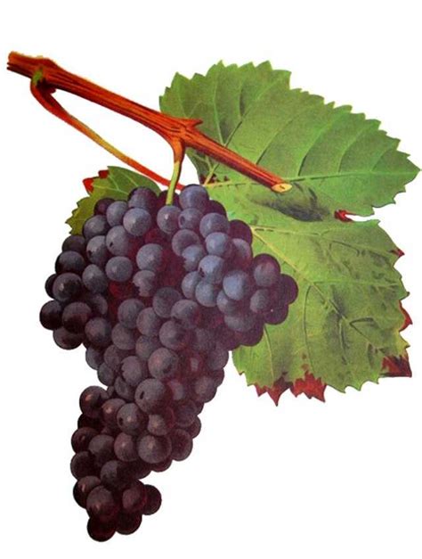 Tannat - Wikiwand