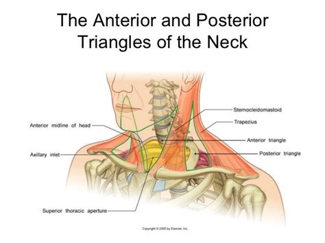 Neck triangles anatomy