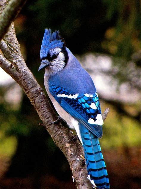 Blue Jay Photo by William Bergman — National Geographic Your Shot ...