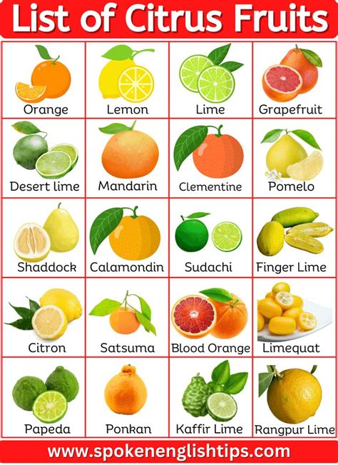 Discover the Vibrant World of Citrus Fruits