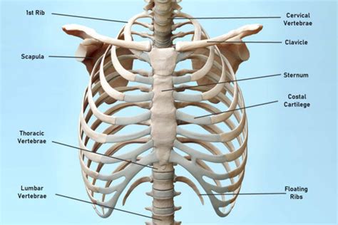 Sternum Pain: Causes, Symptoms, and Treatment Options - JOI ...