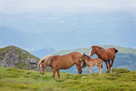 Premium Photo | Horses in a meadow