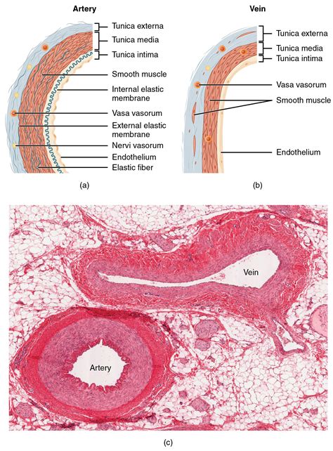 20.1 Structure and Function of Blood Vessels – Douglas College Human ...