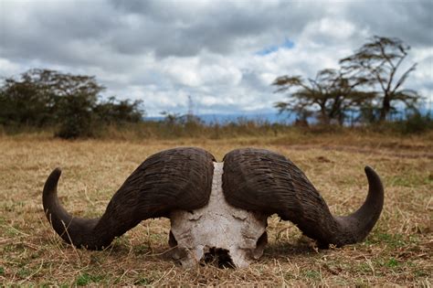 Buffalo Horns in Ngorongoro Crater, Tanzania - Anne McKinnell Photography