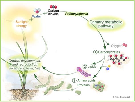 Understanding plant respiration and heat stress | Greenkeeping Magazine