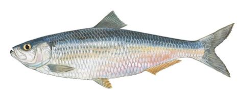 SCDNR - Fish - Species - Blueback herring | Fish, Freshwater fish ...