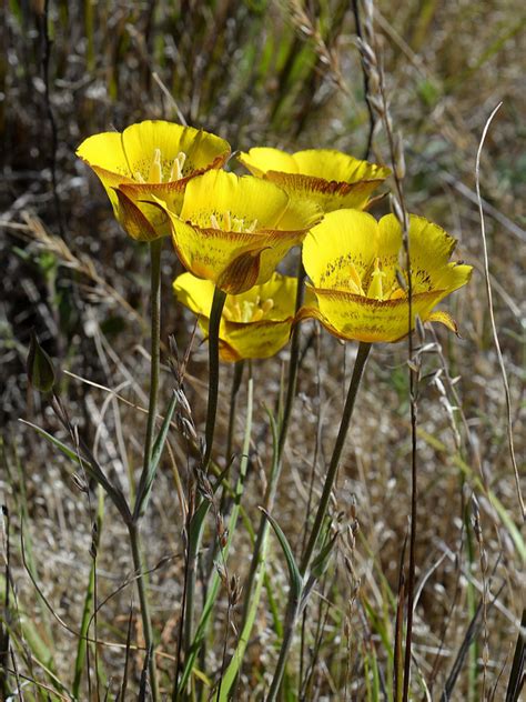 Calochortus luteus, Marin Co, CA. Photo by Ron Parsons on flickr ...