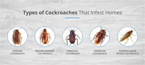 tree roach life cycle - Gwenn Schulz