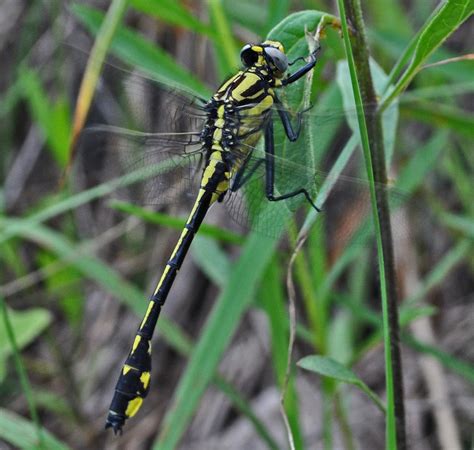 Gomphus fraternus (Gomphidae) 06/13, Pepin Co. | Pictures of insects ...