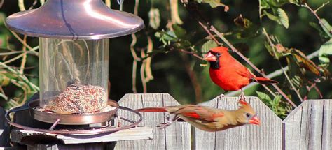 How To Pick A Bird Feeder For A Cardinal