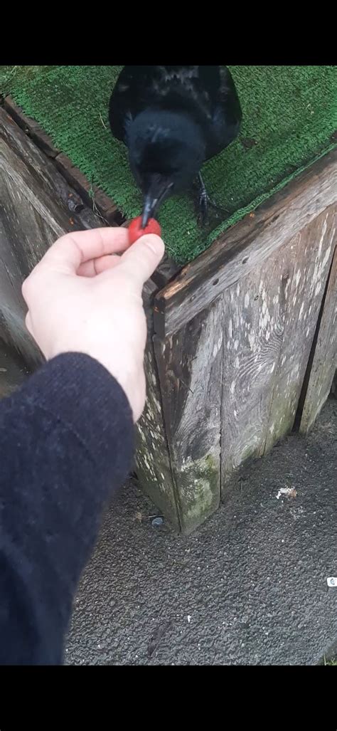 Feeding A Crow : r/aww