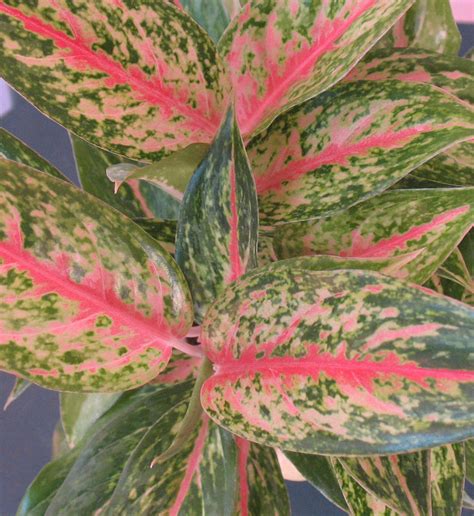 Miami Tropical Plants Tropical Plant Company in Miami - Aglaonema