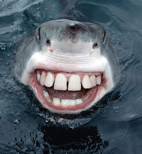 Sharks With Human Teeth