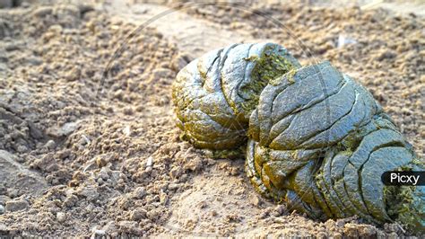 Image of Cow Dung Or Gobar Or Farm Animal Excreta, Fresh Cattle ...